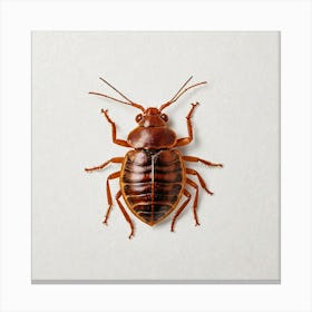 Cockroach Canvas Print