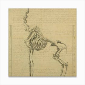 Giraffe Skeleton Canvas Print