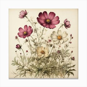 Cosmos Wildflower Vintage Botanical Art Print 3 Canvas Print