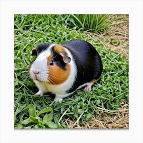 Guinea Pig Rodent Pet Small Furry Cute Fluffy Cavy Herbivore Domesticated Whiskers Ears Canvas Print