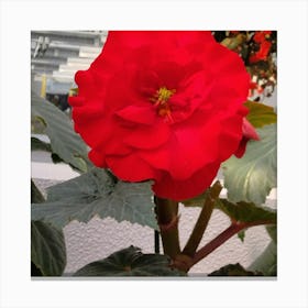 Begonia 2 Canvas Print