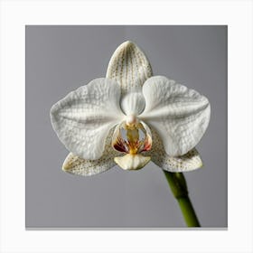 White Orchid Canvas Print