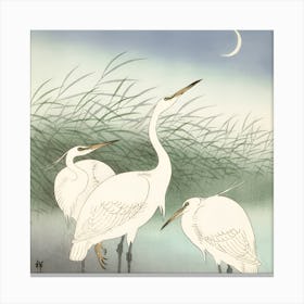 Herons in shallow water Canvas Print
