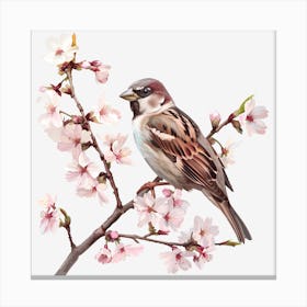 Sparrow In Cherry Blossoms 1 Canvas Print