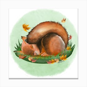 Squirrel/écureuil Canvas Print