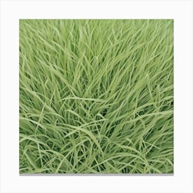 Green Grass 18 Canvas Print