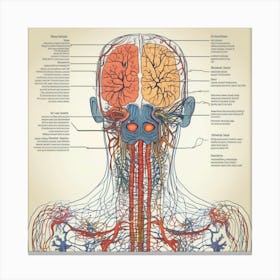 Anatomy Of The Human Head And Neck Canvas Print