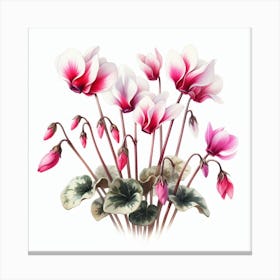 Flowers of Cyclamen 3 Canvas Print