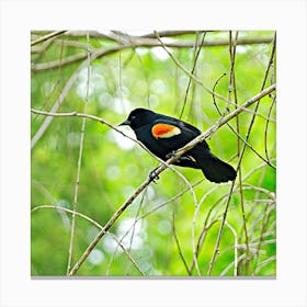 Red-Winged Blackbird Canvas Print