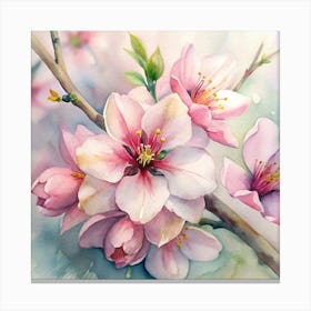 Blossoming Cherry Blossoms Canvas Print