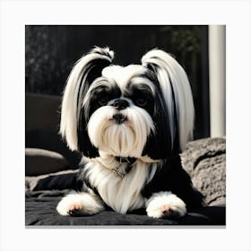 Shih Tzu 1 Canvas Print