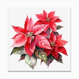 Poinsettia 34 Canvas Print