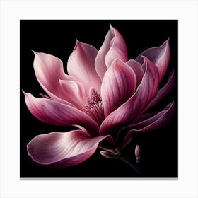 Pink Magnolia Flower on Black Background Canvas Print