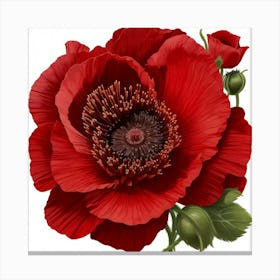 Red Poppy Flower Canvas Print