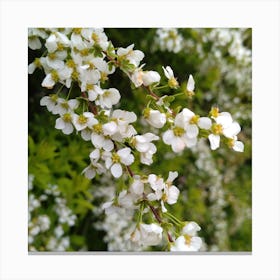 White Lilac Canvas Print