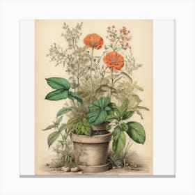 Old biological poster of plants Canvas Print