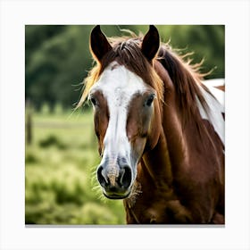 Horse Portrait 3 Canvas Print