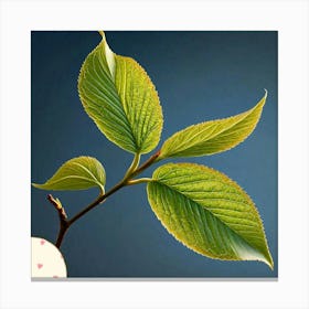 Willow leaf 1 Canvas Print