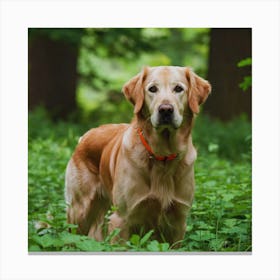 Golden Retriever In The Forest Canvas Print