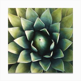 Cactus 1 Square Canvas Print