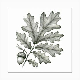 Line Art oak leaves 1 Canvas Print