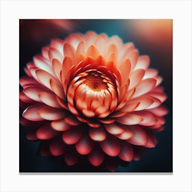 Chrysanthemum Flower 1 Canvas Print