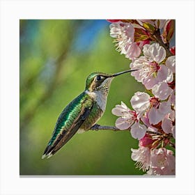 Hummingbird On Cherry Blossom Canvas Print