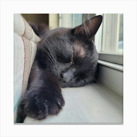 Cat Sleeping On A Window Sill Canvas Print