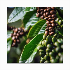 Coffee Beans On The Tree 3 Canvas Print