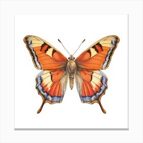 Butterfly 45 Canvas Print