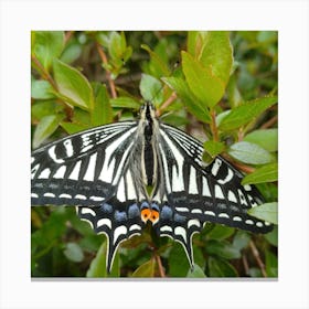 Butterfly 5 Canvas Print