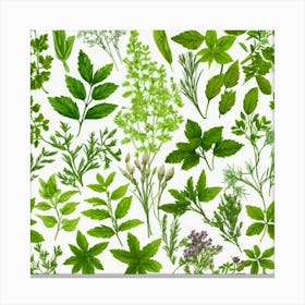 Herbs And Flowers Canvas Print