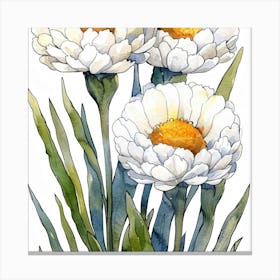 White Daisies Canvas Print