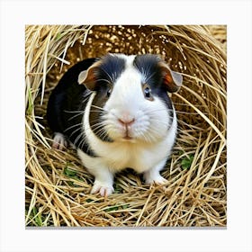 Guinea Pig Rodent Pet Small Furry Cute Fluffy Cavy Herbivore Domesticated Whiskers Ears (3) Canvas Print