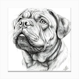 Sharpei 1 Canvas Print