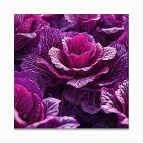 Purple Cabbage Flowers Canvas Print