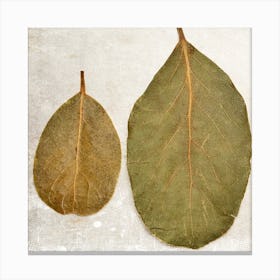 Two Leaves Canvas Print