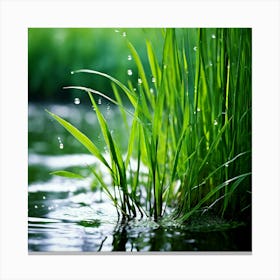 Grass Plant Reed Green Background Nature Closeup Garden Flora Growth Leaf Summer Spring Canvas Print