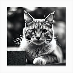 Black And White Cat 36 Canvas Print