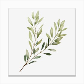 Eucalyptus 4 Canvas Print