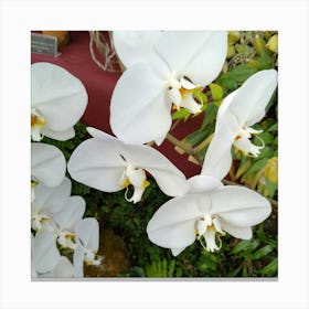 White Orchids Canvas Print