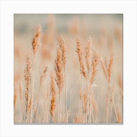 Wild Wheat Grass Canvas Print