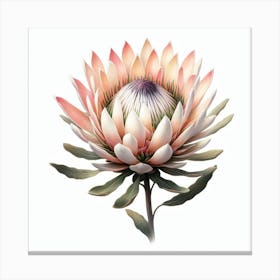 Protea 4 Canvas Print