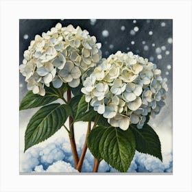 Hydrangeas Canvas Print