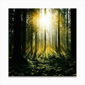 Forest At Sunrise Canvas Print