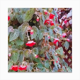 Red Nasturtium Canvas Print