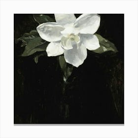 White Magnolia Canvas Print