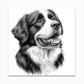 St Bernard Canvas Print