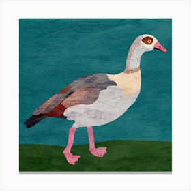 Egyptian Duck Square Canvas Print