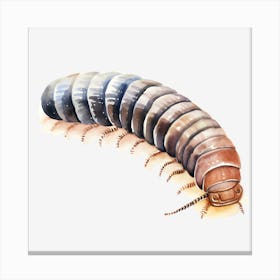 Centipede Canvas Print